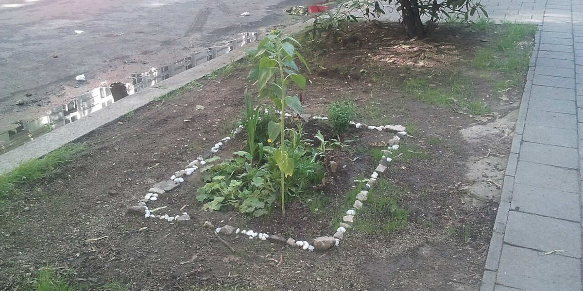 A plant growing next to a road in Berlin, surrounded by a pebble stone curb